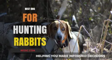 Top Breeds for Rabbit Hunting: Finding the Perfect Canine Companion for the Chase