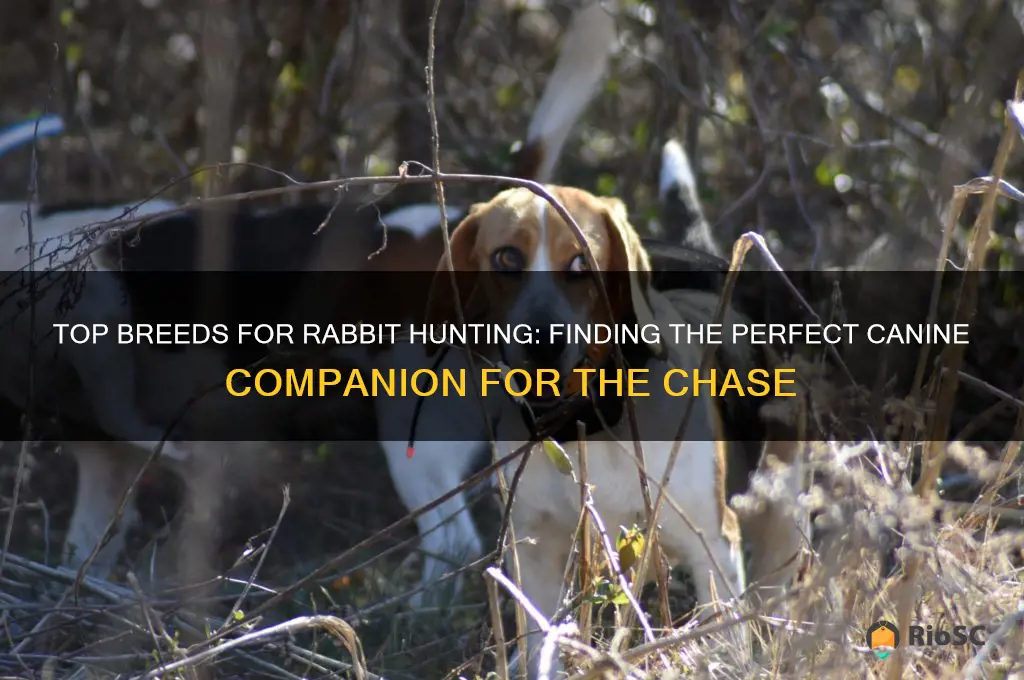 best dog for hunting rabbits