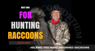 Top Breeds for Raccoon Hunting: Finding the Perfect Canine Companion