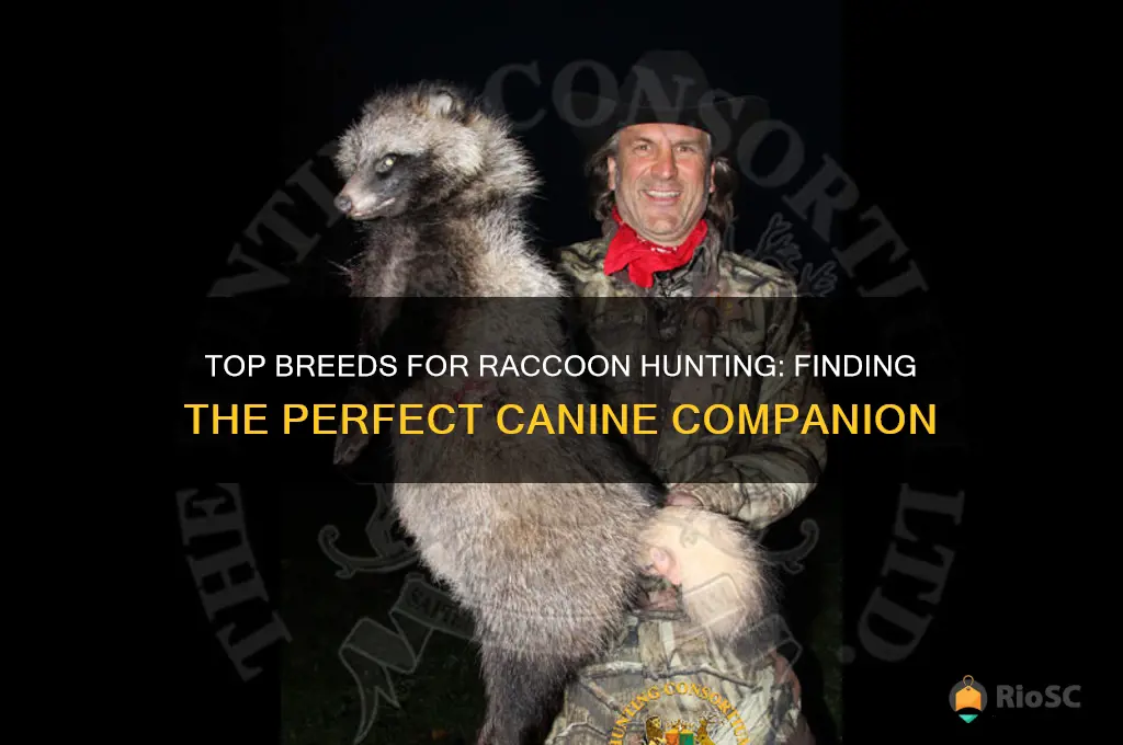 best dog for hunting raccoons
