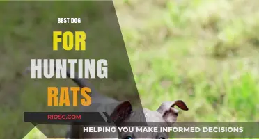 Top Breeds for Rat Hunting: Finding the Perfect Canine Companion for Rodent Control
