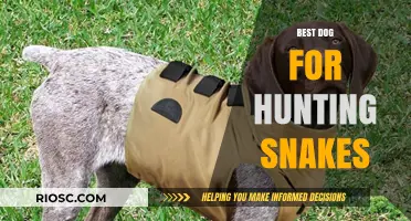 Top Snake-Hunting Dog Breeds: Fearless Companions for Reptile Retrieval