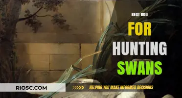 Top Hunting Breeds for Swan Retrieval: Choosing the Right Dog for the Challenge