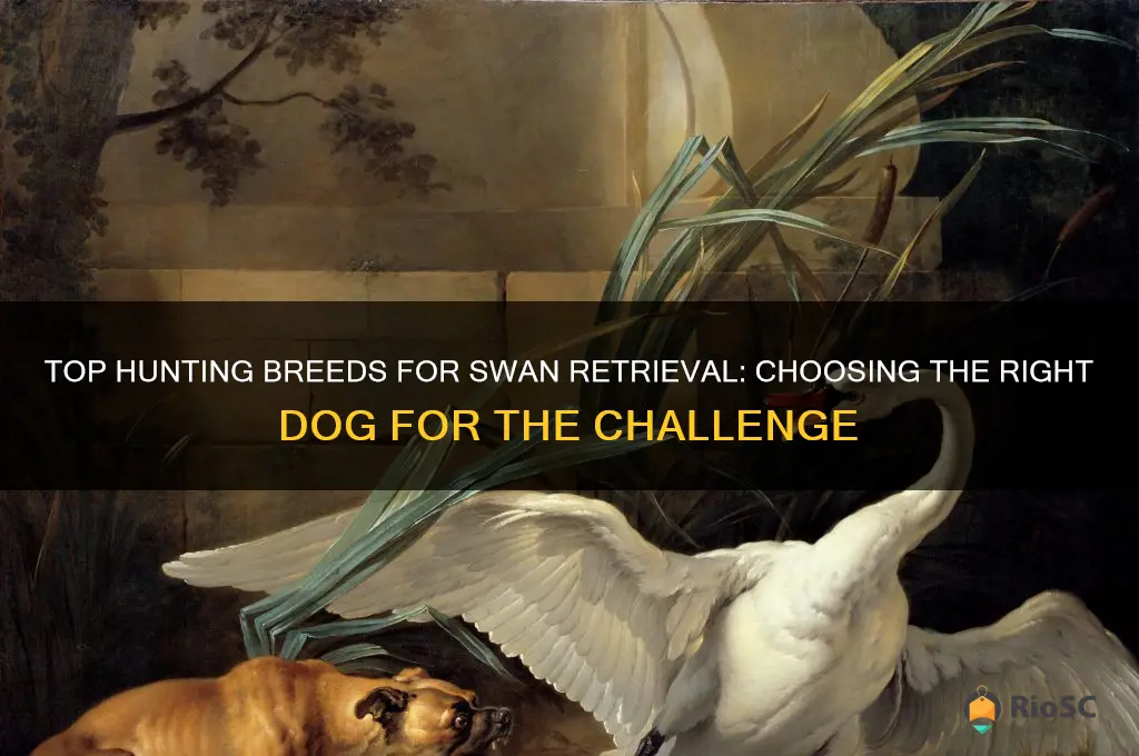 best dog for hunting swans