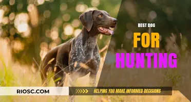 Top Hunting Dog Breeds: Finding the Perfect Companion for Your Outdoor Adventures
