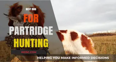 Top Breeds for Partridge Hunting: Finding the Perfect Canine Companion for the Field