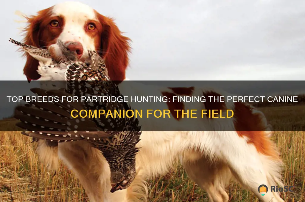 best dog for partridge hunting