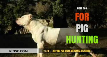 Top Breeds for Pig Hunting: Finding the Perfect Canine Companion for the Hunt