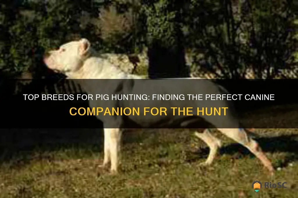 best dog for pig hunting