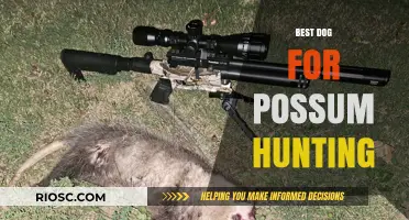 Top Breeds for Possum Hunting: Finding the Perfect Canine Companion
