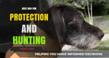 Top Guard and Hunting Breeds: The Ultimate Dogs for Protection and Outdoor Pursuits
