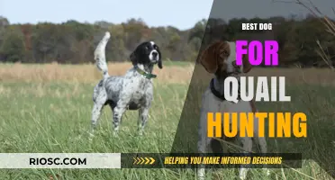 Top Breeds for Quail Hunting: Finding the Perfect Canine Companion for the Field