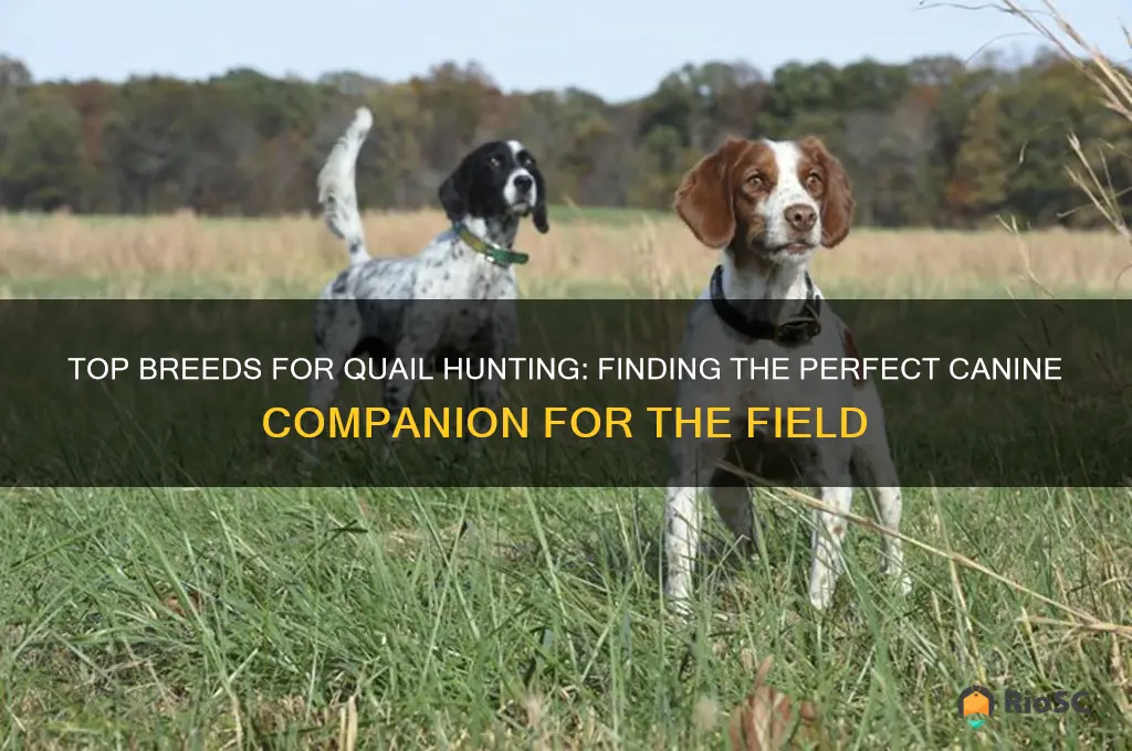 best dog for quail hunting