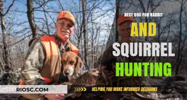 Top Breeds for Rabbit and Squirrel Hunting: Finding the Perfect Canine Companion