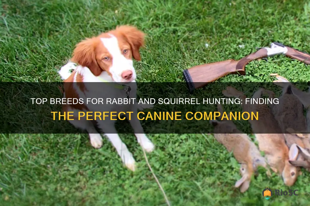 best dog for rabbit and squirrel hunting