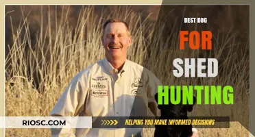 Top Breeds for Shed Hunting: Finding the Perfect Canine Companion for Your Next Adventure