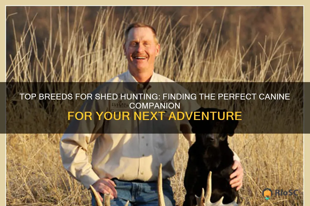 best dog for shed hunting