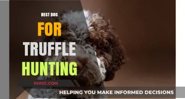 Unleashing the Sniffer: The Ideal Dog Breeds for Truffle Hunting Excellence