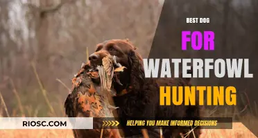 Top Breeds for Waterfowl Hunting: Finding the Perfect Canine Companion for Your Next Hunt
