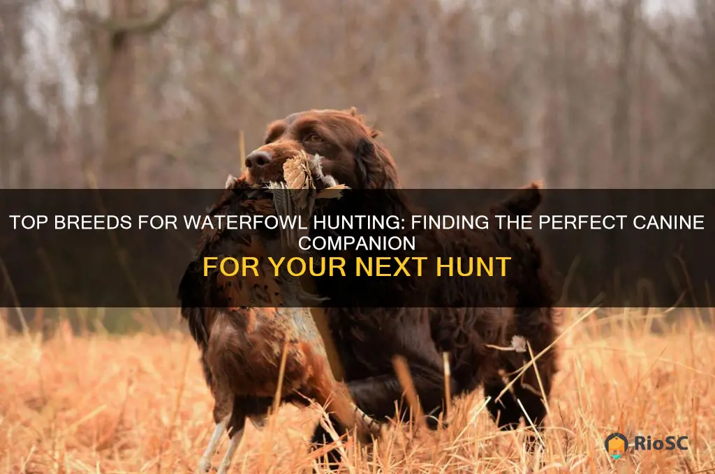 best dog for waterfowl hunting