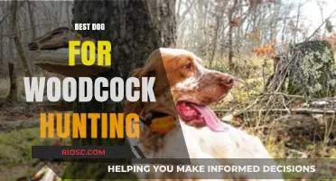 Top Breeds for Woodcock Hunting: Finding the Perfect Canine Companion for the Field