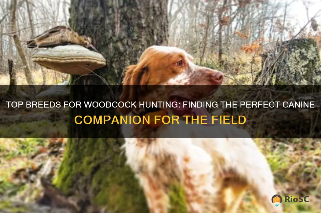 best dog for woodcock hunting