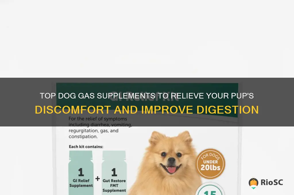 best dog gas supplement