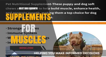 Top Muscle-Building Dog Growth Supplements for Optimal Canine Strength and Health