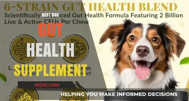 Top Dog Gut Health Supplements for a Happy, Healthy Pup