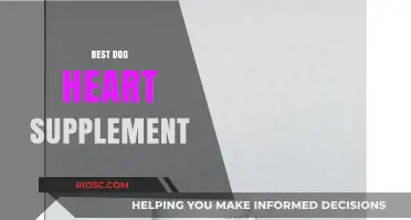 Top Dog Heart Supplements: Boost Your Canine's Cardiovascular Health Naturally