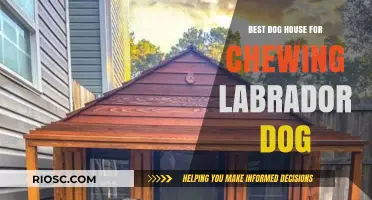 Durable Dog Houses for Chewing Labradors: Top Picks to Withstand Your Pup's Powerful Jaws