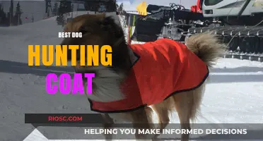 Top-Rated Dog Hunting Coats: Ultimate Protection and Durability for Your Canine Companion