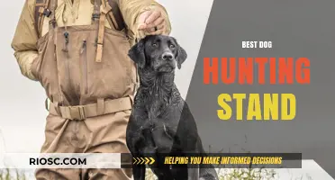 Top Features to Look for in the Best Dog Hunting Stand for Optimal Performance