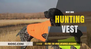Top Features to Look for in the Best Dog Hunting Vest for Your Canine Companion