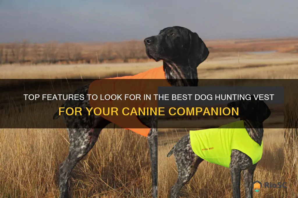 best dog hunting vest