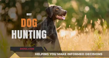 Top Breeds and Tips for the Best Dog Hunting Experience