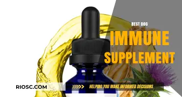 Boost Your Dog's Health: Top Immune Supplements for Optimal Canine Wellness