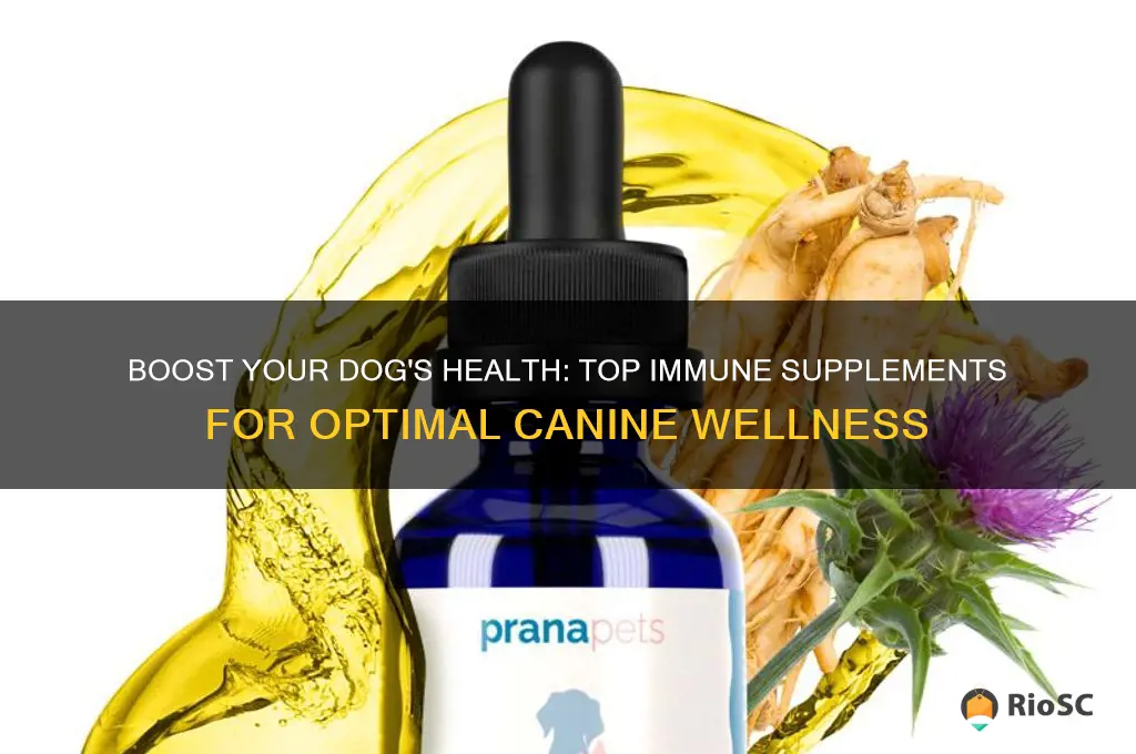 best dog immune supplement