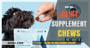 Top-Rated Dog Joint Supplement Chews for Enhanced Mobility and Joint Health