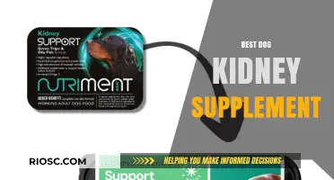 Top Dog Kidney Supplements: Enhancing Your Pet's Renal Health and Longevity
