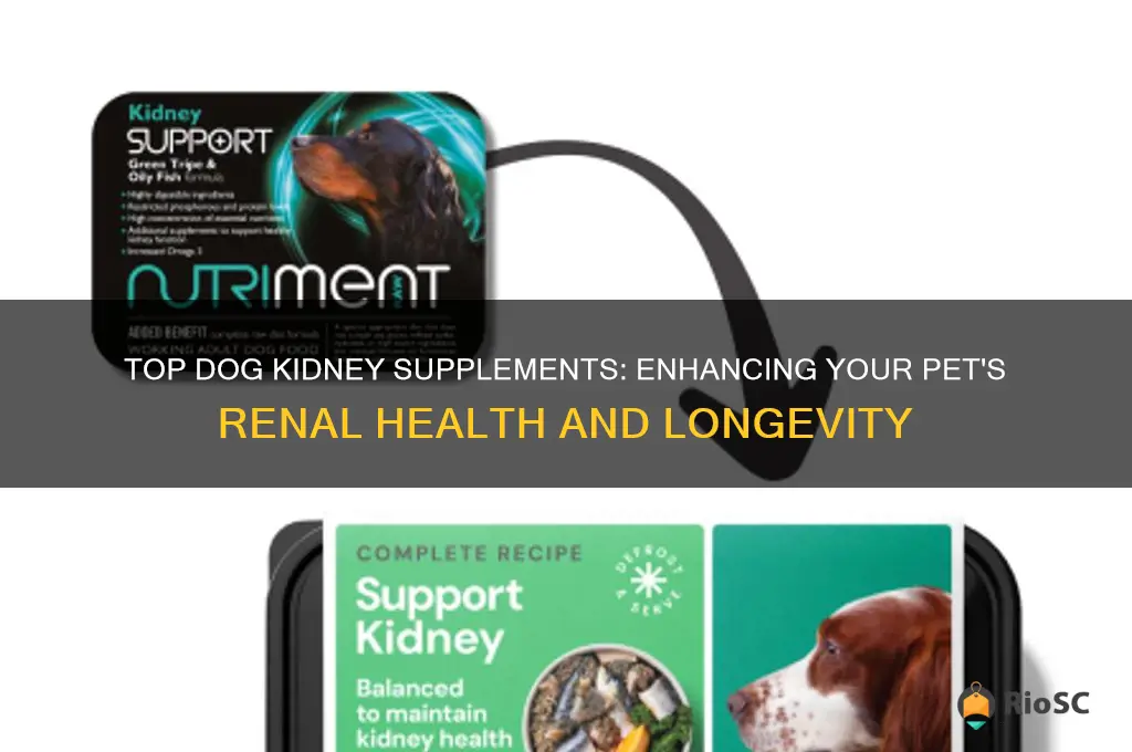 best dog kidney supplement