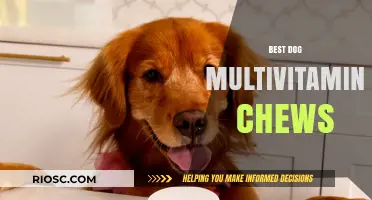 Top-Rated Dog Multivitamin Chews: Boost Your Pup's Health and Vitality