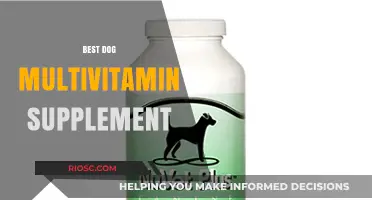 Top-Rated Dog Multivitamin Supplements for Optimal Canine Health