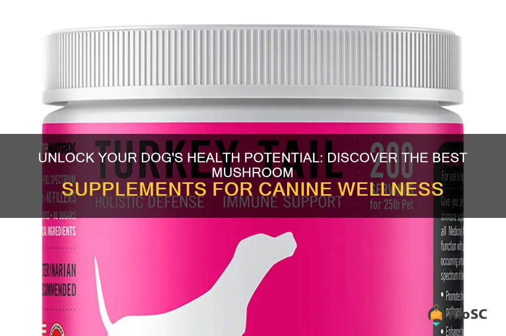 best dog mushroom supplement