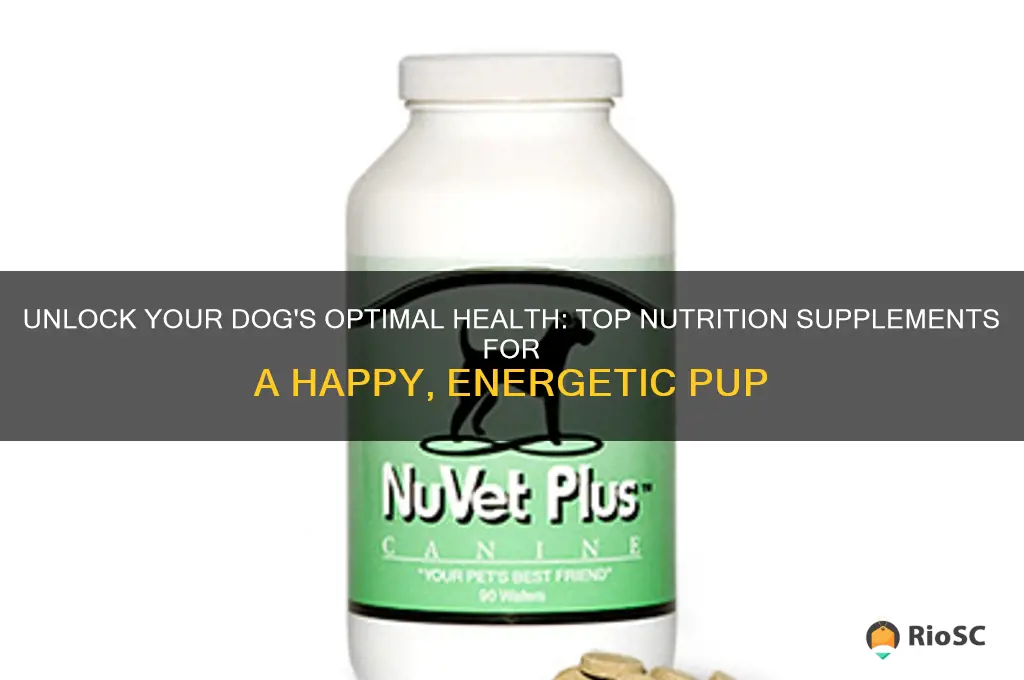 best dog nutrition supplement