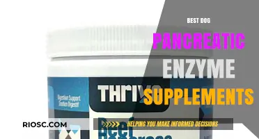 Top-Rated Pancreatic Enzyme Supplements for Dogs: Enhancing Digestion and Health