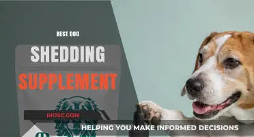 Top Dog Shedding Supplements to Keep Your Pup’s Coat Healthy and Shiny