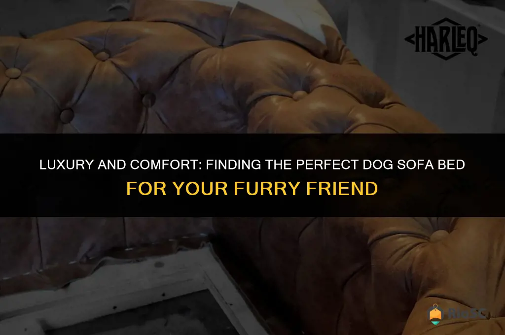 best dog sofa bed
