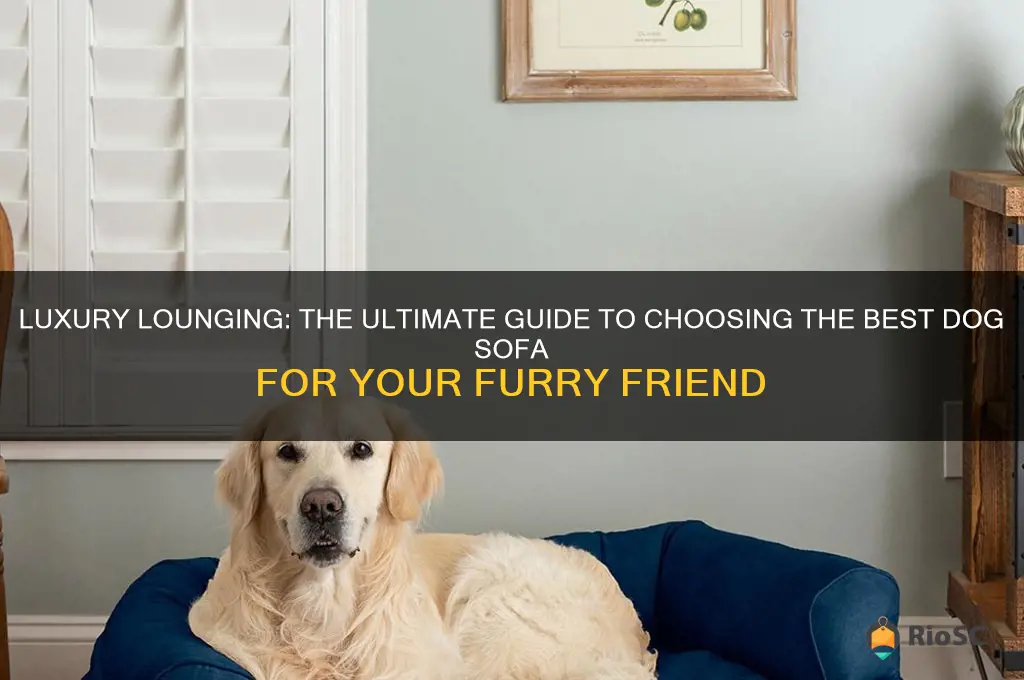 best dog sofa