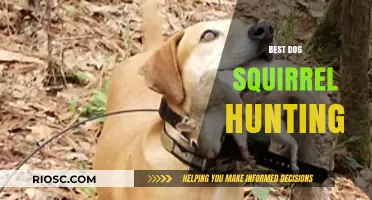 Top Tips for Training Your Dog to Excel in Squirrel Hunting